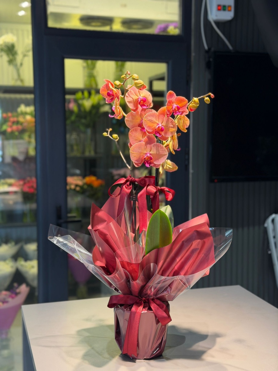 Kardelen Flora